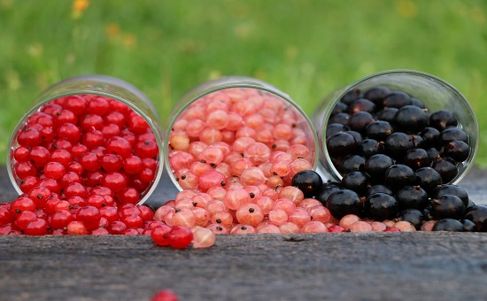 Bild Johanisbeeren